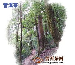 勐库大雪山茶，探秘云南勐库大雪山：品味顶级野生古树普洱茶的魅力