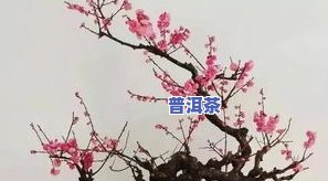 梅花形状是什么牌子，揭秘！梅花形状代表哪个？