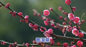 梅花形状普洱茶的特点介绍作文，探秘普洱茶中的艺术瑰宝：梅花形状普洱茶的特别特点与魅力