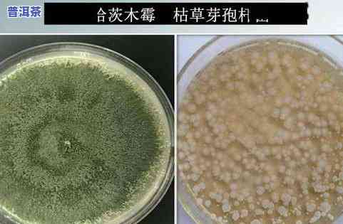 茶叶有一股霉味怎么办，解决茶叶霉味问题的有效方法