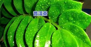 绿萝可以浇茶叶水么，绿萝养护小贴士：茶叶水是否适合浇灌？