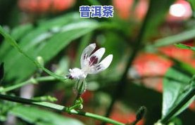 鸿福缘的普洱茶怎么样好不好，鸿福缘普洱茶：品质怎样，是不是值得购买？