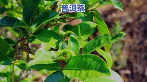 域邦大叶普洱茶-域邦大叶普洱茶怎么样