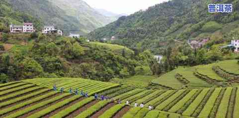 印江县茶叶龙头企业-印江县茶叶龙头企业