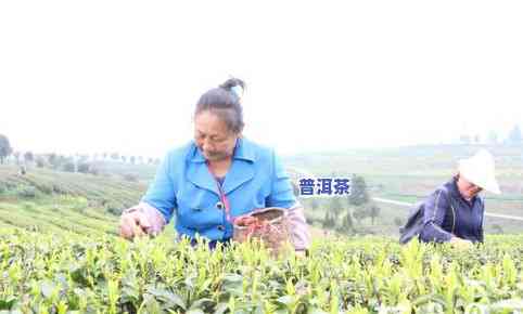 印江县茶叶龙头企业-印江县茶叶龙头企业