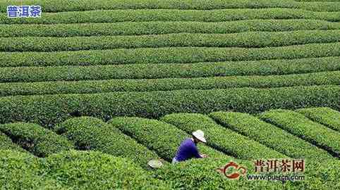 开州区茶叶龙头企业有哪些，开州区茶叶龙头企业盘点：谁是行业的领军者？