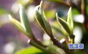 开州区茶叶龙头企业-开州区茶叶龙头企业