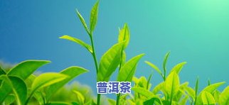 茶叶生病叶面起白泡-茶叶生病叶面起白泡怎么回事