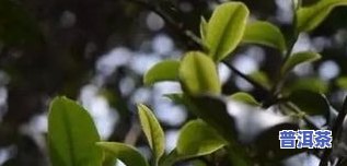 普洱茶大叶种好还是小叶种好，普洱茶：大叶种和小叶种，哪种更好？