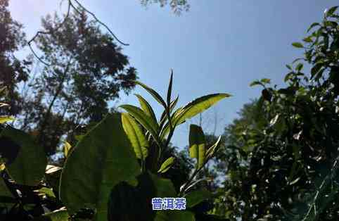 普洱茶大叶种好还是小叶种好，普洱茶：大叶种和小叶种，哪种更好？