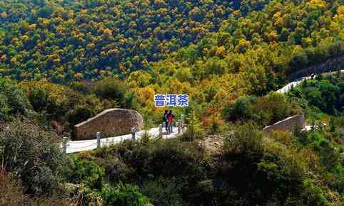 普洱茶山公园，探秘云南风情：普洱茶山公园之旅