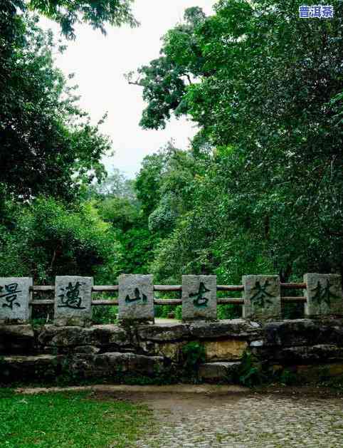 普洱茶山公园，探秘云南风情：普洱茶山公园之旅