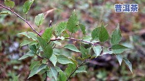 湖北海棠叶茶的副作用，深入了解湖北海棠叶茶：副作用、功效与饮用建议