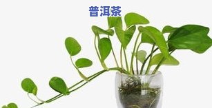 绿萝可用茶叶水浇吗，「绿萝」可以用「茶叶水」浇吗？