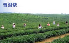 望江产什么茶，望江：富硒茶飘香，助力乡村振兴