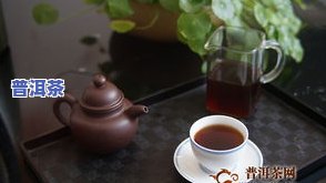 普洱茶珍品典藏印象，普洱茶珍品典藏印象：品味历史与文化的交融