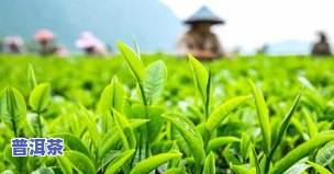 茶叶什么时候打农比较合适，茶叶种植中，何时施用农最为适宜？