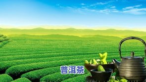 茶叶什么时候打农比较合适，茶叶种植中，何时施用农最为适宜？