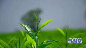 茶叶病虫害专用农防治，保障茶叶品质，专家推荐茶叶病虫害专用农防治方法