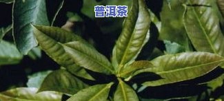 云南普洱茶都有什么品种，探索云南普洱茶的丰富品种：从熟茶到生茶，一网打尽！