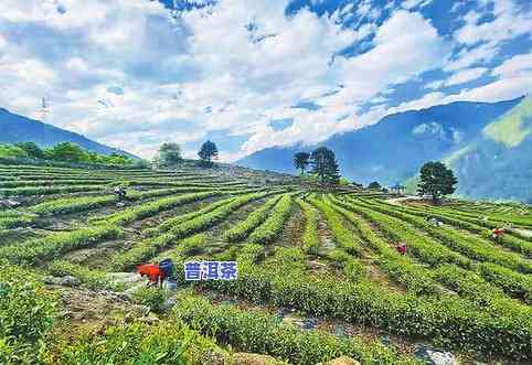  *** 茶叶产地，揭秘 *** 茶叶的产地，品味古老高原的独特韵味