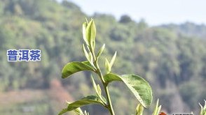 冰岛普洱茶多少钱一克，冰岛普洱茶的价格：每克多少元？