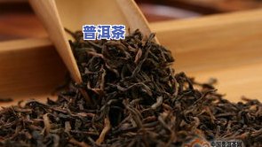 猫耳朵普洱茶是古树吗-猫耳朵普洱茶特点简介