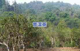   老树普洱茶产地是哪里-  老树普洱茶产地是哪里的