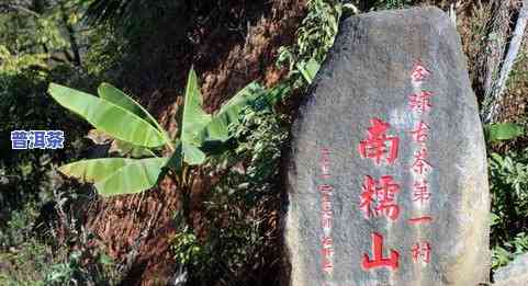 普洱茶树古树有多少年，探寻千年历史：普洱茶树古树的年龄之谜