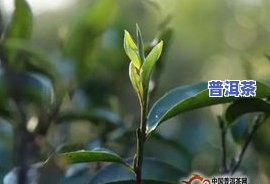 古树普洱茶价格更高是多少-古树普洱茶价格更高是多少钱一斤