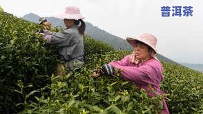 茶叶一年可以采几次种子，揭秘茶叶的种植周期：一年可以采多少次种子？