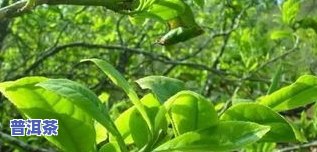 高山乔木普洱茶特点，探秘高山乔木普洱茶的独特魅力与特点