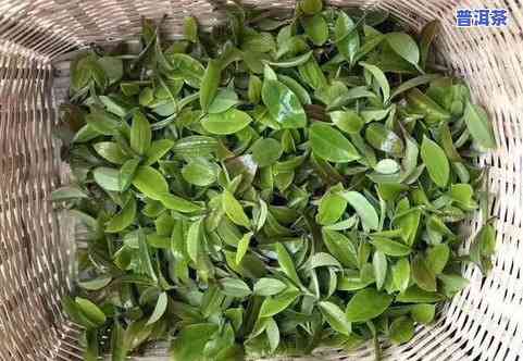 古树普洱茶饼价格，探寻古树普洱茶饼的价格：一份历史与品质的交织