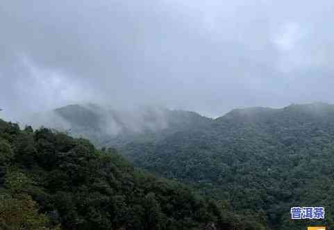 哀牢山普洱茶口感特点，探秘哀牢山：普洱茶的独特口感特点