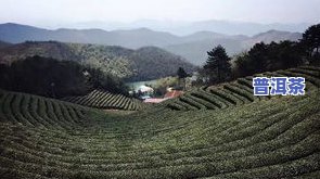 全国哪的茶叶更好，寻找更佳茶叶：各地区茶叶品质比较