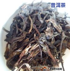 冰岛普洱茶口感的特点，探索冰岛普洱茶的独特口感特点