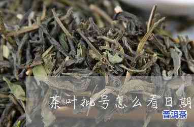 青衣普洱茶-普洱茶茶青