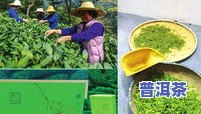 龙川茶是什么茶，「龍川茶」是什麼茶？