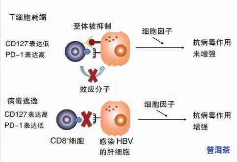 普洱茶对乙肝好吗，探讨普洱茶对乙肝的影响：一项综合性的研究