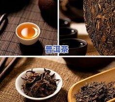 白鸟普洱茶-白雀普洱茶