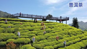 宜昌茶叶品种有哪些，探秘湖北宜昌：茶叶品种大盘点