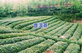 宜昌茶叶品种有哪些，探秘湖北宜昌：茶叶品种大盘点