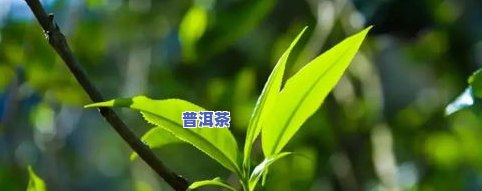 天福熟茶普洱茶价格表图片-天福熟茶普洱茶价格表图片大全