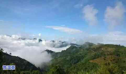 冰岛普洱茶山头-冰岛普洱茶山头好喝吗