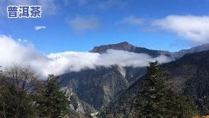 冰岛普洱茶山头-冰岛普洱茶山头好喝吗