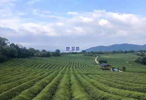 浙江更大的茶叶基地排名，揭秘浙江茶叶之一大省，揭晓更大茶叶基地排名！