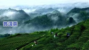 更大的茶叶生产基地-更大的茶叶生产基地在哪里