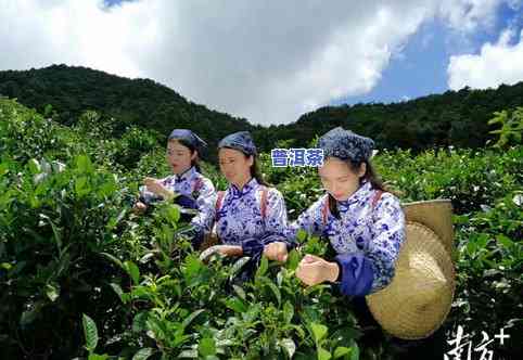 广东有不存在茶叶基地-广东有不存在茶叶基地在哪里