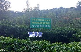 广东有不存在茶叶基地-广东有不存在茶叶基地在哪里