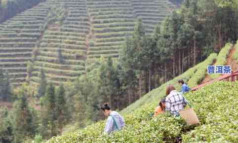 广东有不存在茶叶基地-广东有不存在茶叶基地在哪里